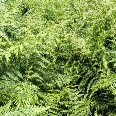 gray clouds / turn silver / in rippled water