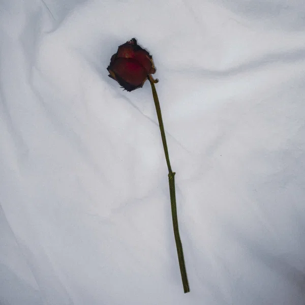 Unlucky in Love
