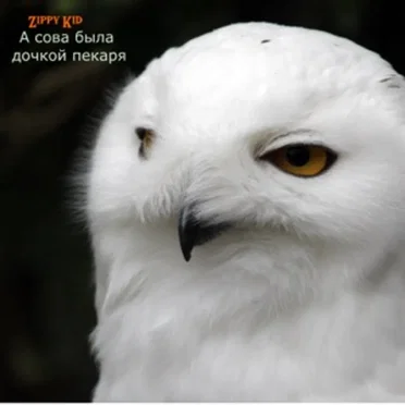 А Сова Была Дочкой Пекаря