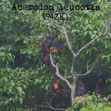 Acerodon leucotis