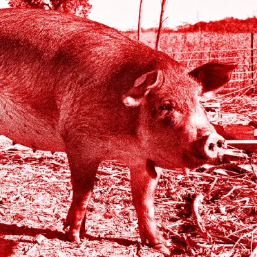 Red Wattle Hog