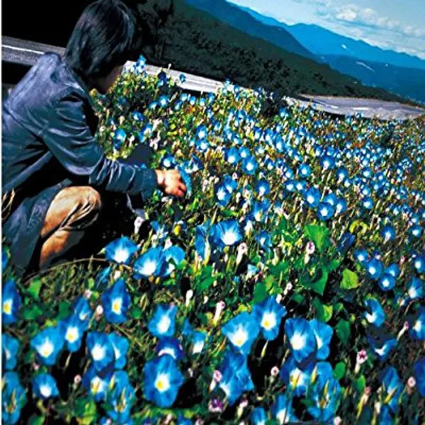 朝顔