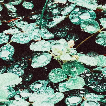 Rain Chamber