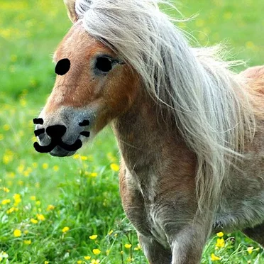 flappy the one-trick pony