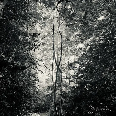 Four Field Recordings