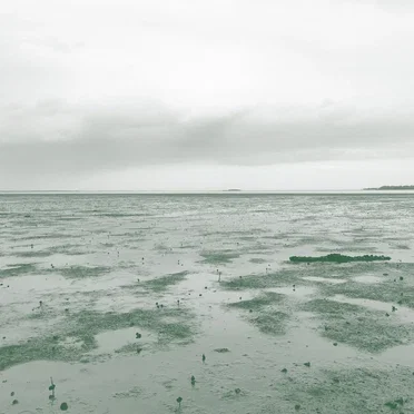 Traces by Zane Trow - album cover