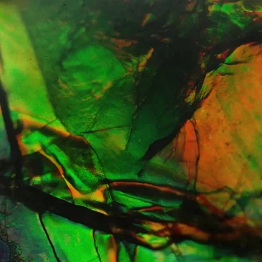 Ammolite