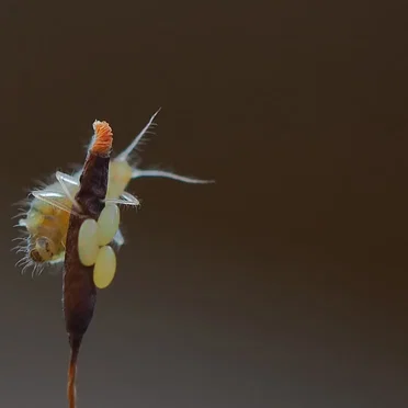 If You Don't Leave, We Will Kill You