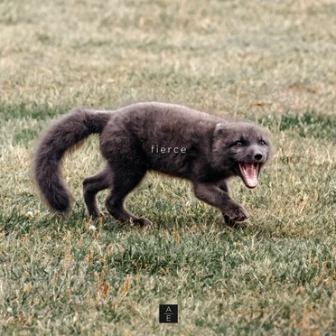 Fierce by Aurelia Evgenia - album cover