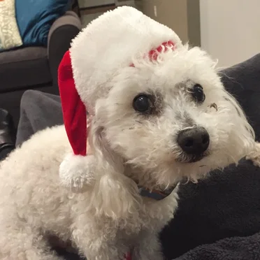 DOG SANTA