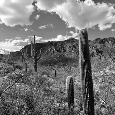 Sonora