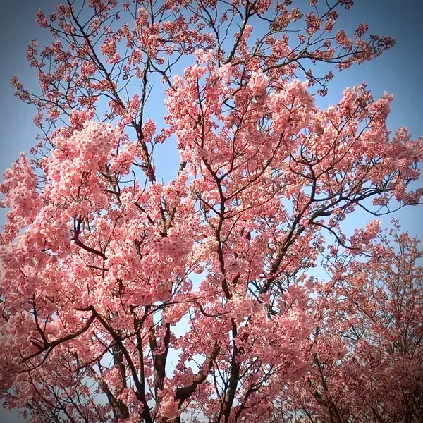散る桜、残る桜