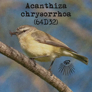 Acanthiza chrysorrhoa