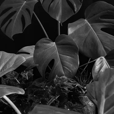Planthijas