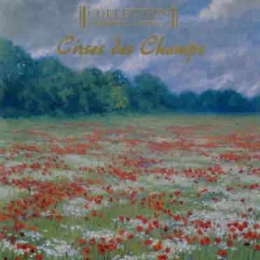 Cirses des champs