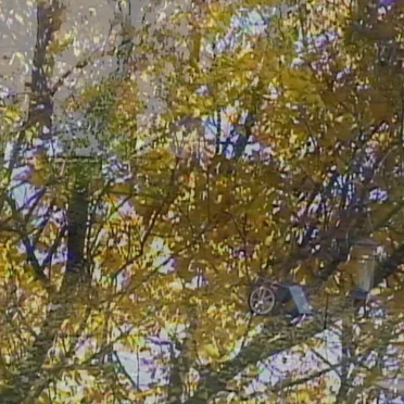 Leaves