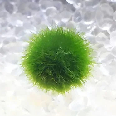 The Matrix 破壊