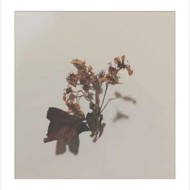 Sepal