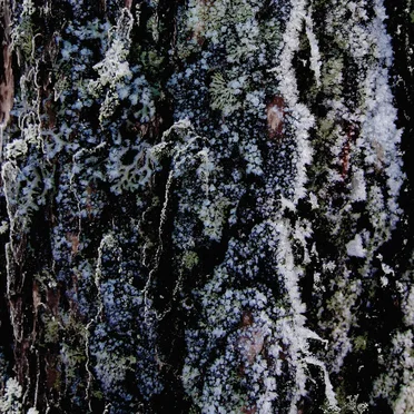 Jää / Jég