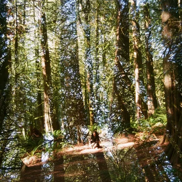 Cedar Dreamer