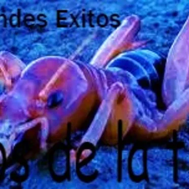 Los Grandes Éxitos by Niños de la Tierra - album cover
