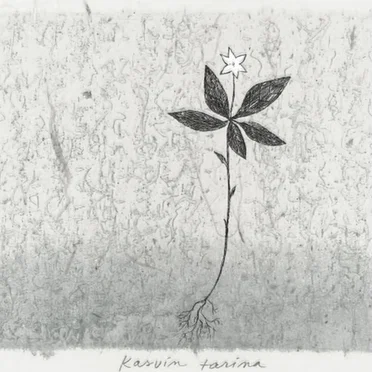 kasvin tarina