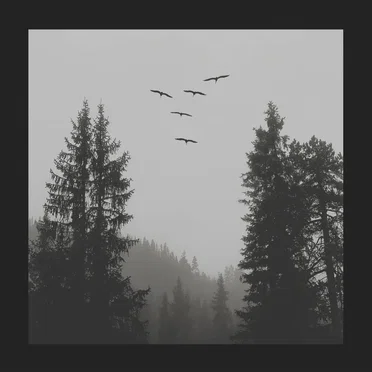 Where Birds Fly by HERE - album cover