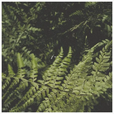 Fern