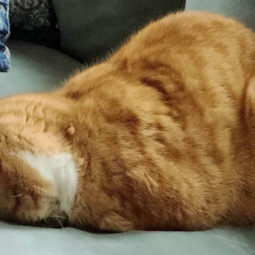montanha felina