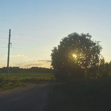 summer trees in the books