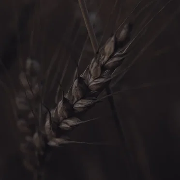 We Are the Wild Crops of Divinity