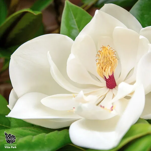 Magnolia
