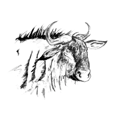 Wildebeest