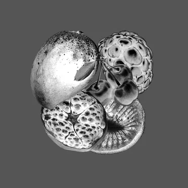 Fruits by SIBA - album cover