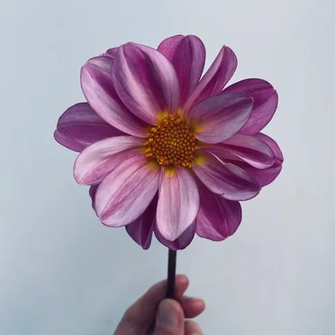 Dahlias Blooming