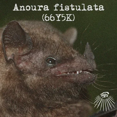 Anoura fistulata
