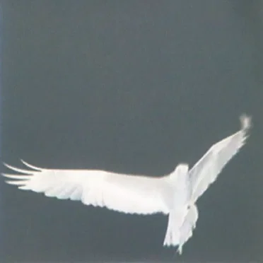 Adrop / Circuit VIII