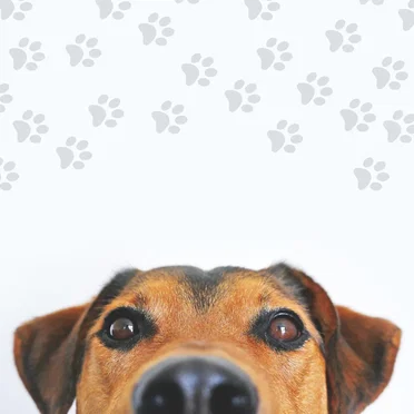 Musicas para relaxar cachorros