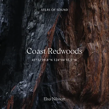 Atlas Of Sound - Coast Redwoods - 41°32'09.8"N 124°04'35.5"W