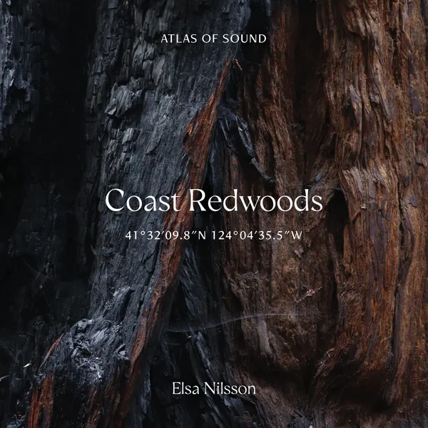 Atlas Of Sound - Coast Redwoods - 41°32'09.8"N 124°04'35.5"W