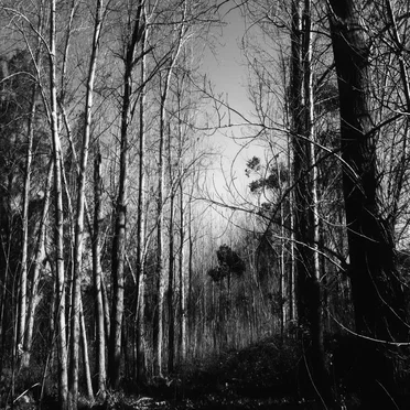 The Locked Woods