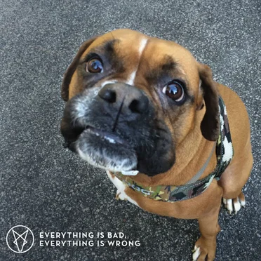 Everything Is Bad, Everything Is Wrong by Handsome Foxes - album cover