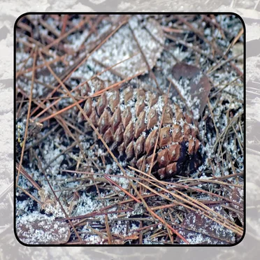 Moonlit Missive #88: Beside the Dark Leaves of the Grove