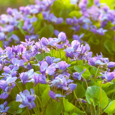Fields of Violets