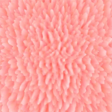 Spores