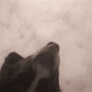 Drowse