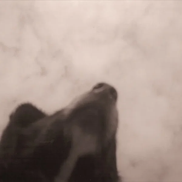 Drowse
