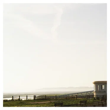 Seagull