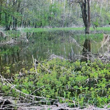 Rainy Swamp