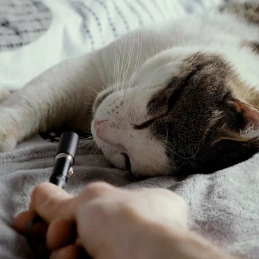 Deep Cat Purring